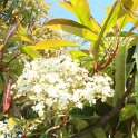 Photinia glabra fleur
